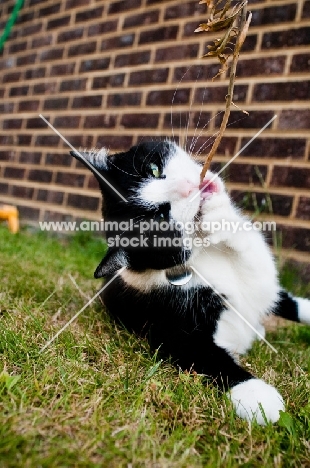 bi-coloured short haired cat playing