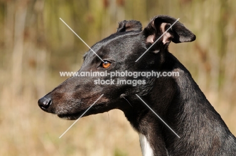 Greyhound profile