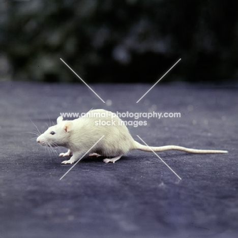 cream rat side view