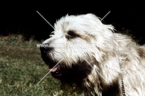 otterhound, portrait