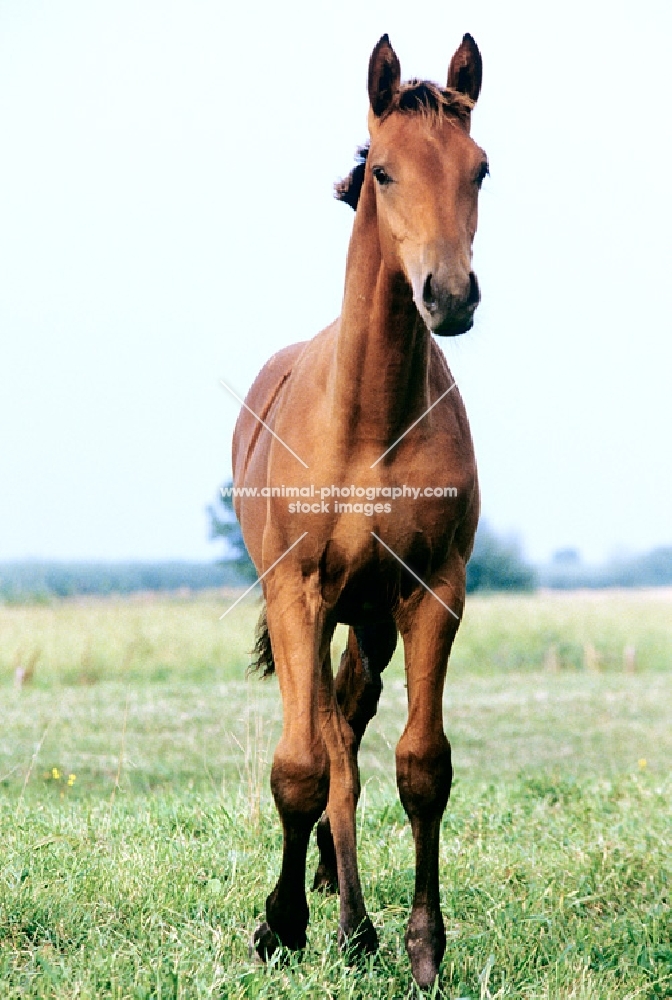 holstein foal at elmshorn