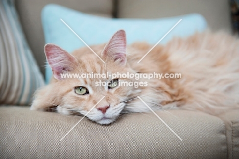 orange tabby lying down