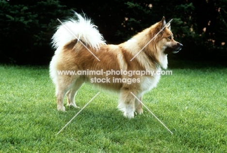 iceland dog at akureyri, iceland side view