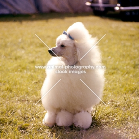 miniature poodle