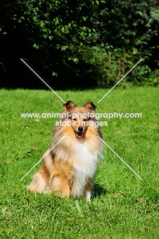 Shetland Sheepdog sitting on grass