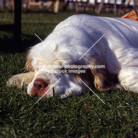 sh ch raycroft socialite,  clumber spaniel asleep, best in show crufts, 