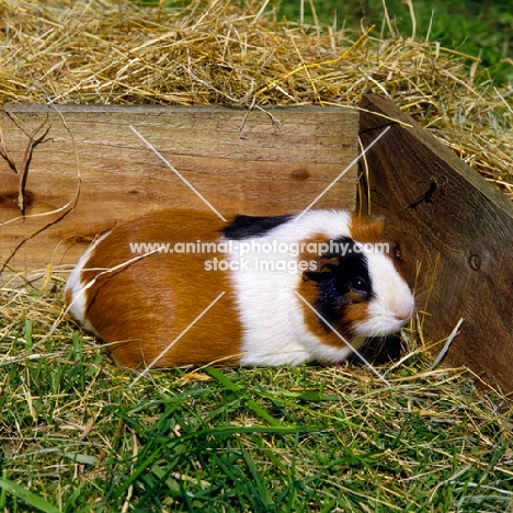 short haired tortoiseshell and white guinea pig in a pen