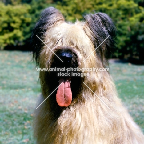 briard  with cropped ears, portrait