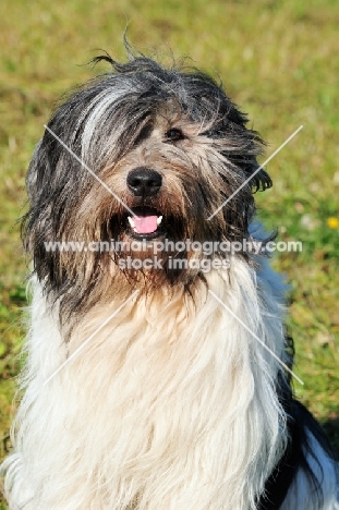 Polish Lowland Sheepdog portrait