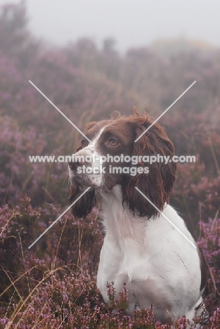 English Springer Spaniel, working type