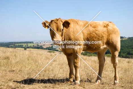 calf in a field in france
