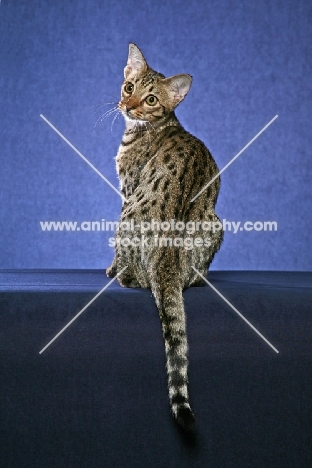 Ocicat, looking back on blue background
