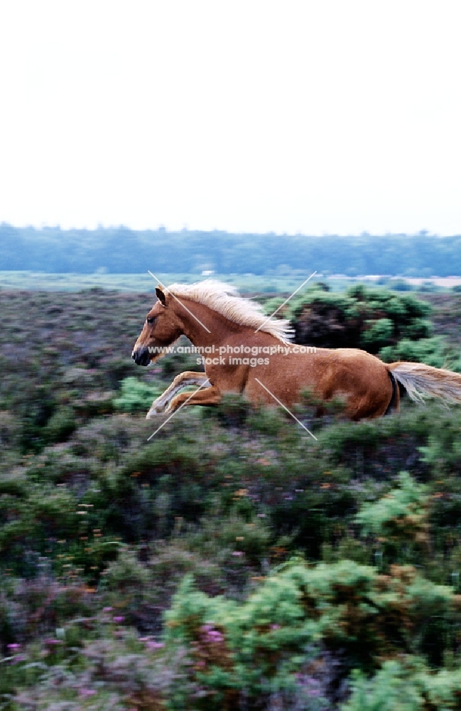 new forest pony leaping through bushes in the forest