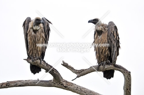 two Vultures on a branch
