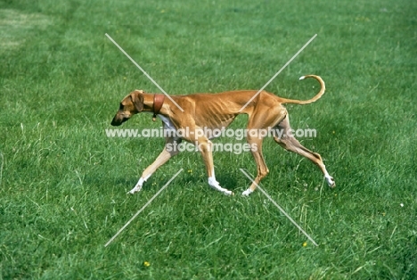 azawakh trotting, striding along across grass