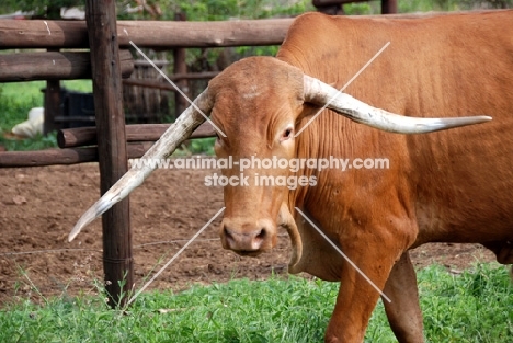 Afrikaner portrait