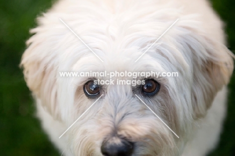 close-up of wheaten terrier's face