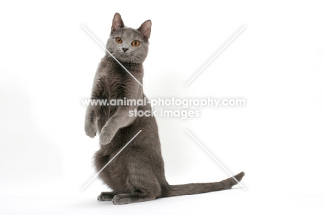 curious female Chartreux cat, on hind legs