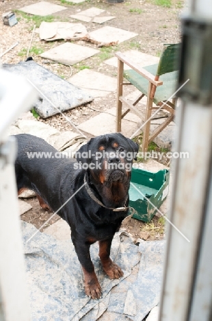 Rottweiler on farm expectantly waiting outside door
