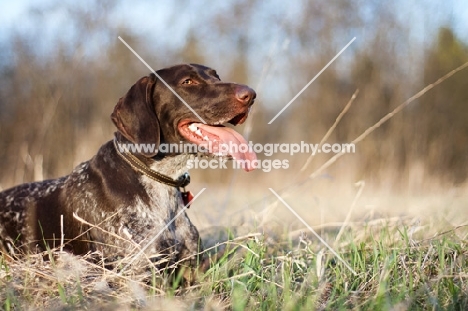 German Shorthaired Pointer laying in field