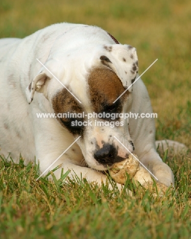 American Bulldog chweing bone in grass