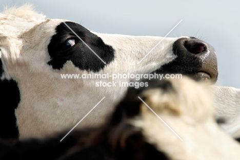 cow with black patch around eye