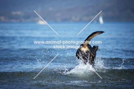 black and tan dobermann cross jumping in blue water