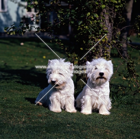 two west highland white terriers