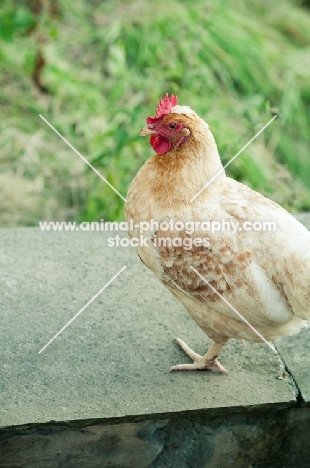 Columbine hen (a hybrid bred from Cream Legbar/Arucana stock)