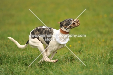 whippet racing, wearing a muzzle