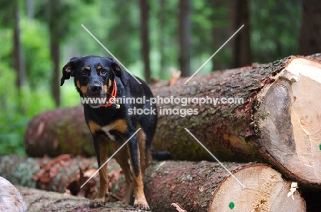 black and tan mongrel dog standing on a log