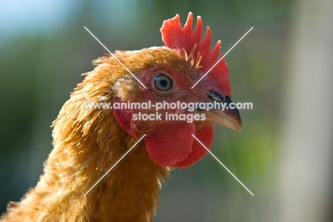 chicken portrait, france