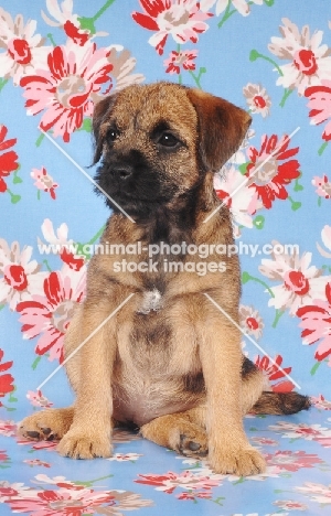 Border Terrier puppy on flowery paper