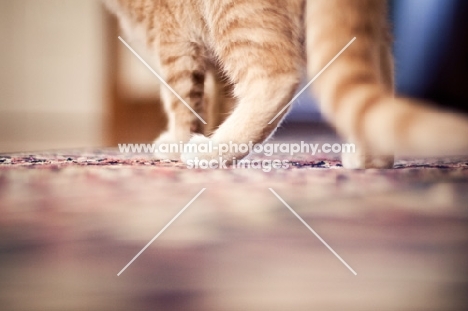 Kitten paws on carpet