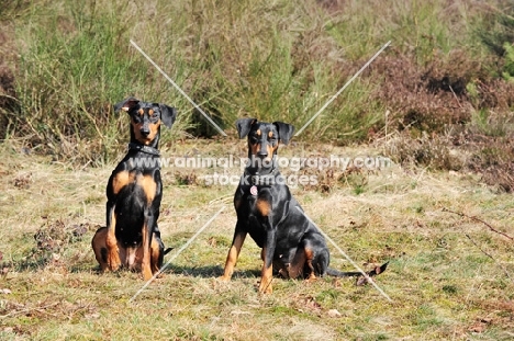 two German Pinschers, (Deutscher Pinscher)