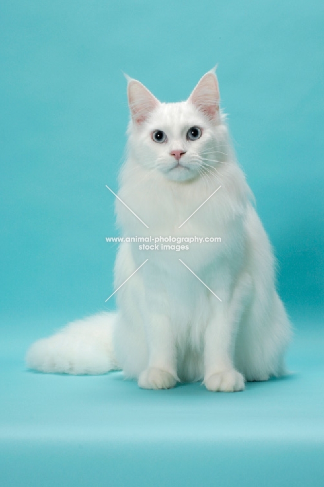 young white Maine Coon front view on blue background