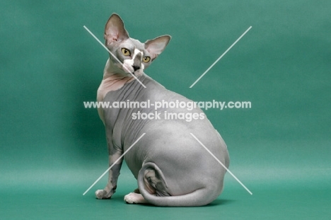 Blue & White Sphynx sitting on green background