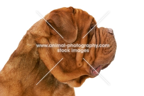 International Champion Dogue de Bordeaux (Grand Rouge Luccianob by Red Rhino) profile