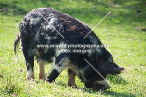 Kunekune pig grazing, side view
