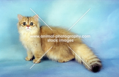 fluffy golden Persian