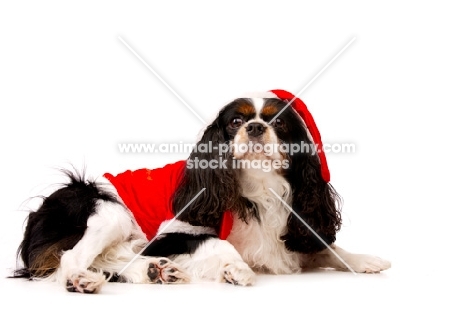 black, brown and white King Charles Spaniel isolated on a white background