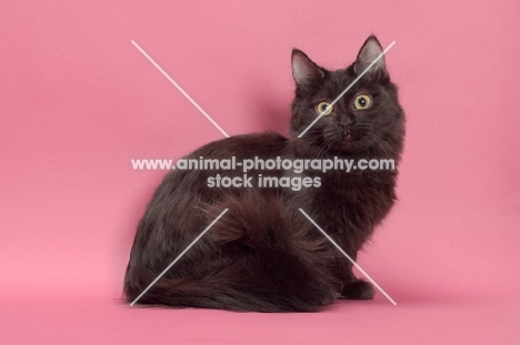 black longhair Munchkin sitting in studio