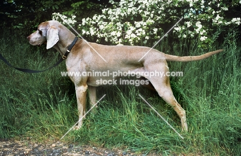 undocked weimaraner near flowers