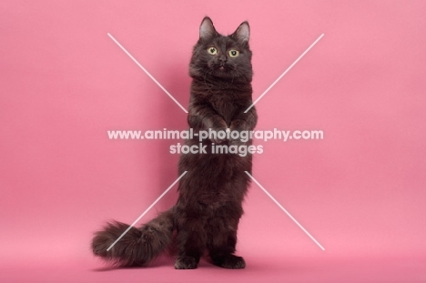 black longhair Munchkin on hind legs