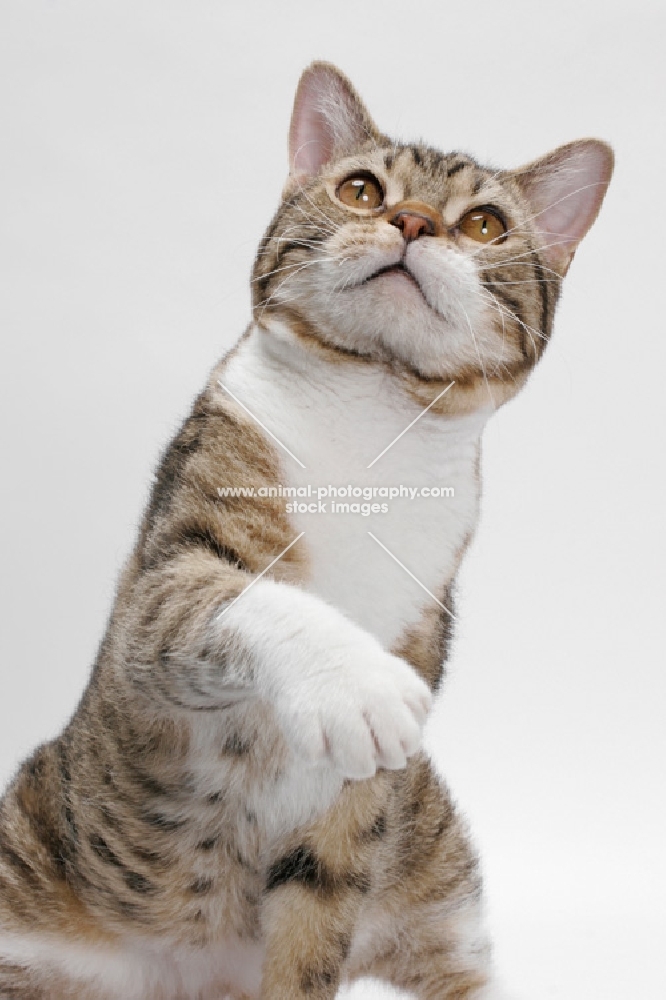 American Wirehair, Brown Mackerel Tabby & White, reaching