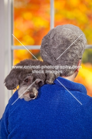 Schnoodle (Schnauzer cross Poodle) with owner