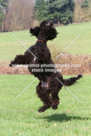 Barbet jumping up