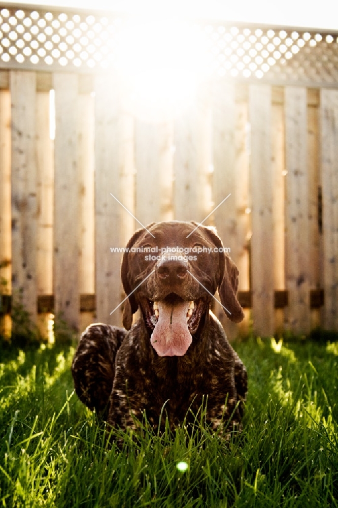 german shorthaired pointer lying in grass