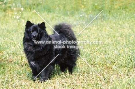 black Swedish Lapphund standing on grass
