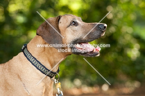 Rhodesian ridgeback profile, collar